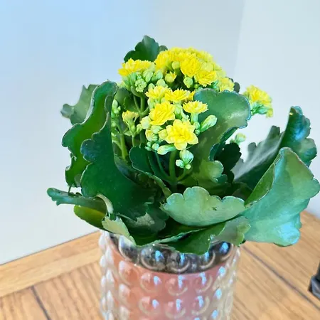 Apartment Porto Vecchio